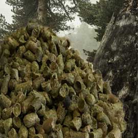 Хвойный квас гранулированный, превью