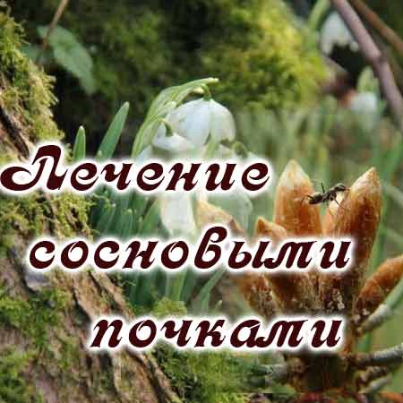 Сосновые почки
