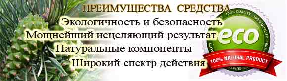 Полезные свойства соснового эликсира
