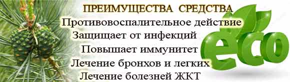 Настойка зеленых сосновых шишек полезные свойства
